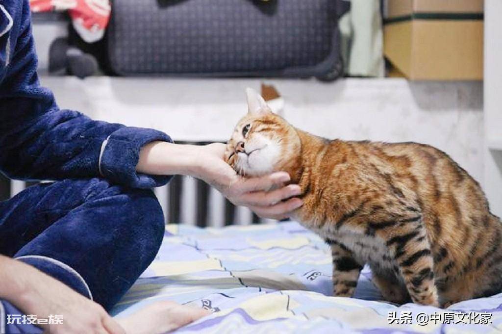 男不养猫女不养狗的说法(这个说法有科学依据吗)-图片2